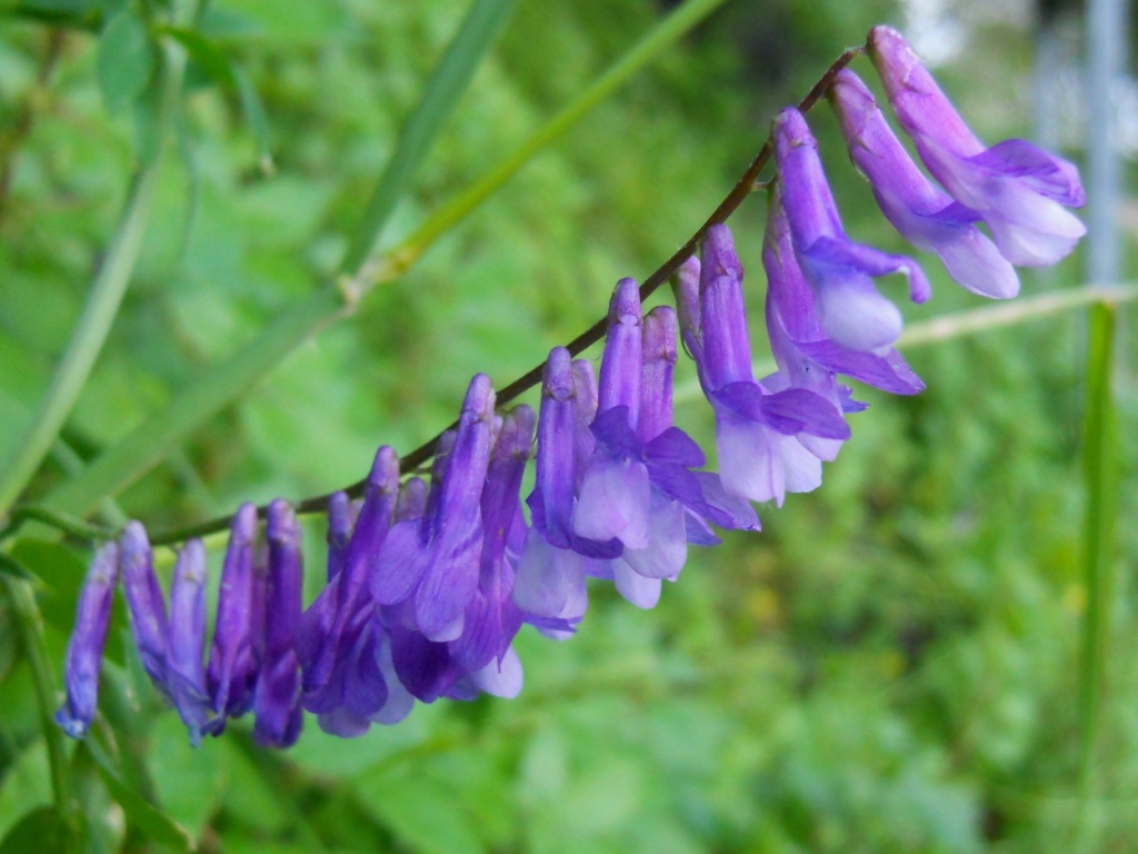 vicia ? -  Vicia cfr.  cracca